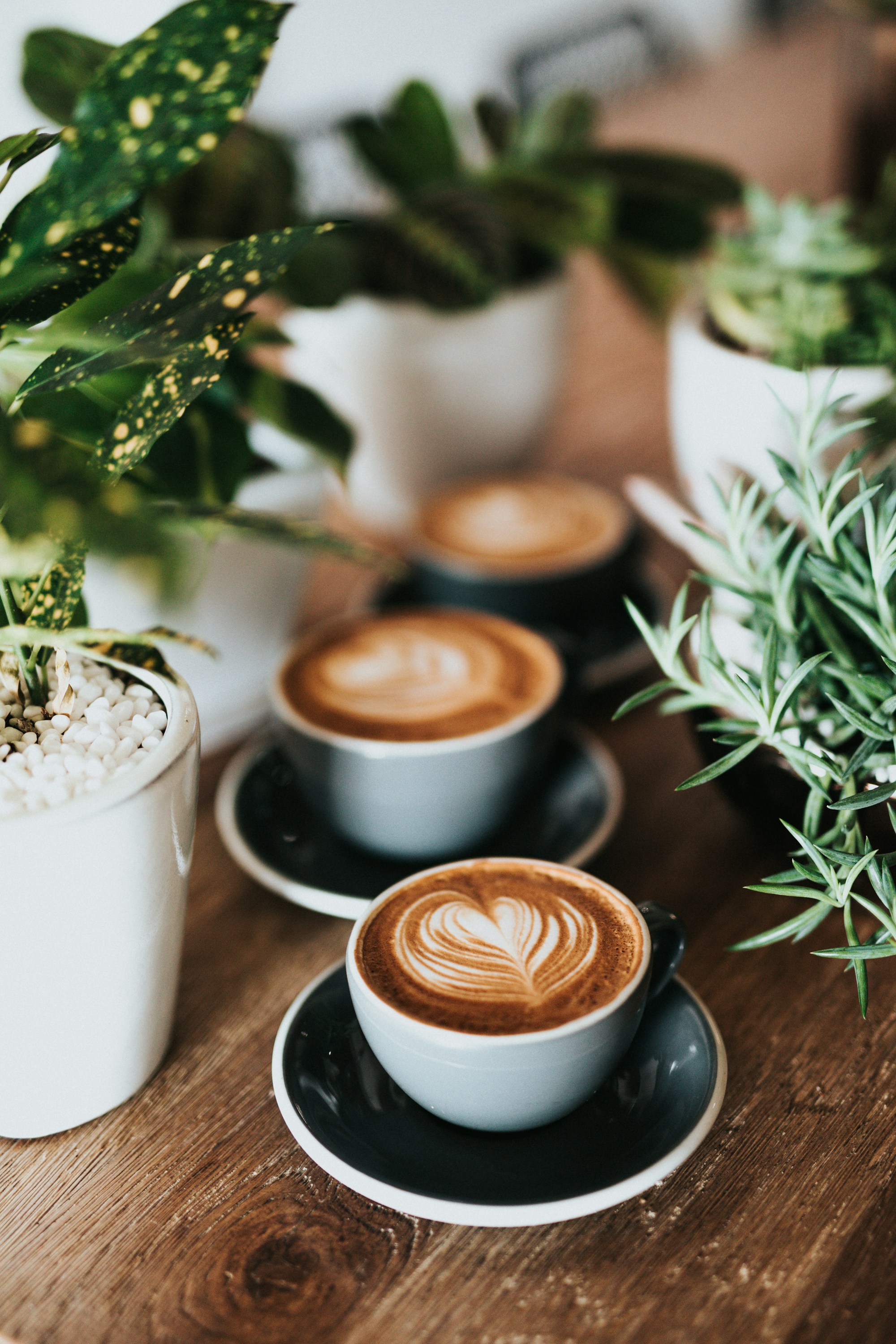 Cups of latte art coffee on a wooden table surrounded by potted plants.